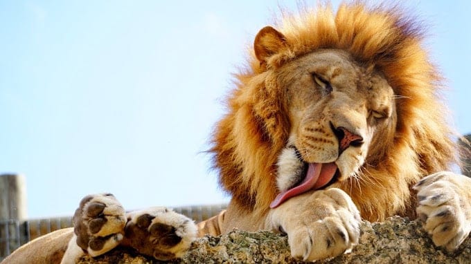 Top 10 Best Places to visit in Miami | Top Attractions & Tourist Places 8 ZOOLOGICAL WILDLIFE FOUNDATION